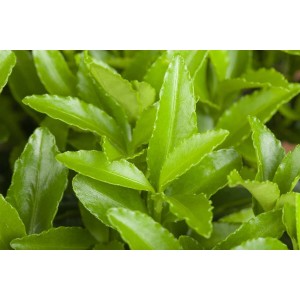 Nahaufnahme des grünen Spindelstrauchs (Euonymus Japonicus Microphyllus) im 9x9 cm Topf.