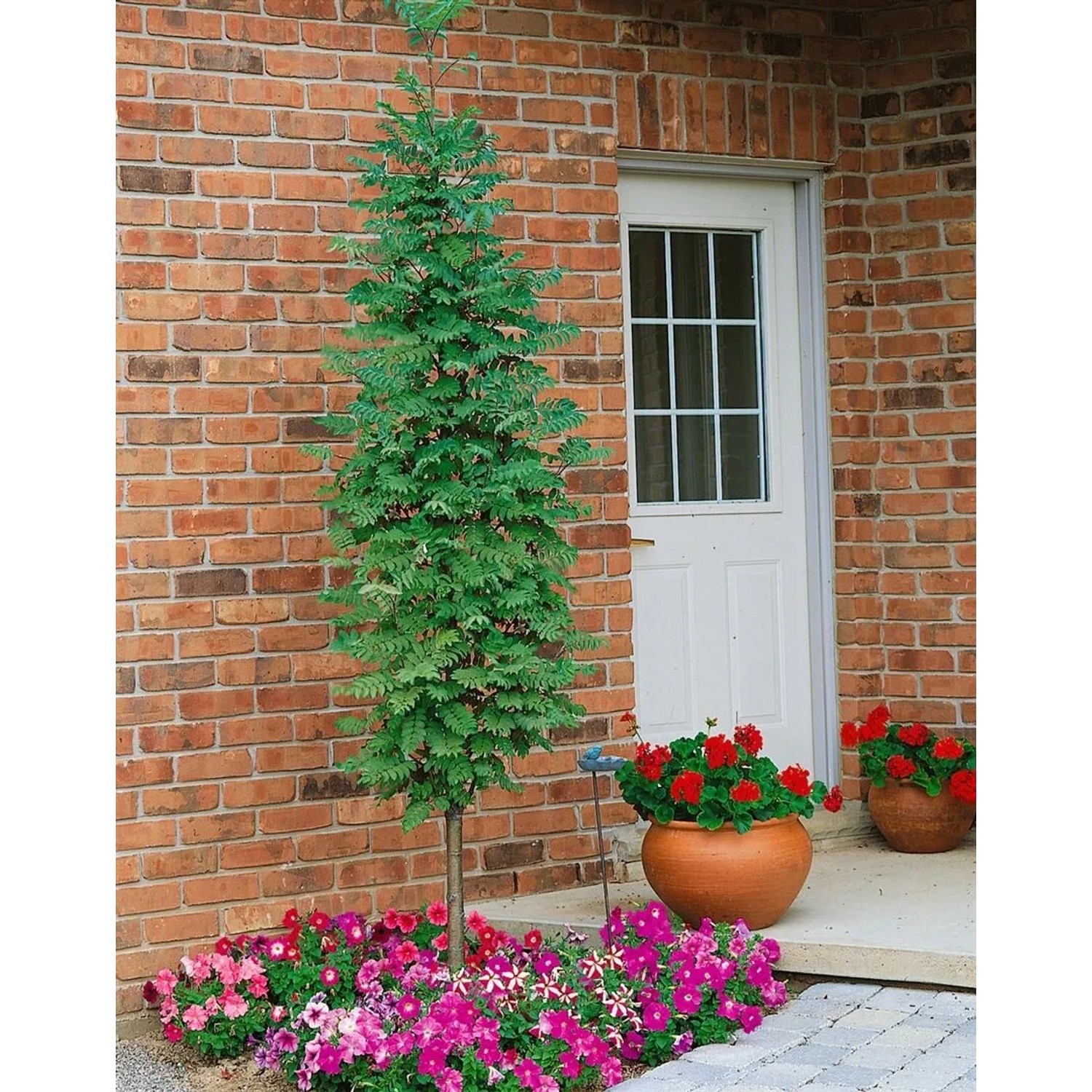 Säulen-Eberesche 'Fastigiata' (100–125 cm) als Hausbaum im Garten, schlanker Wuchs.