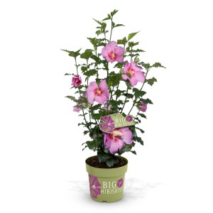Hibiskus Big Hibiskiss im Topf, ca. 40-60 cm hoch, mit rosa Blüten.