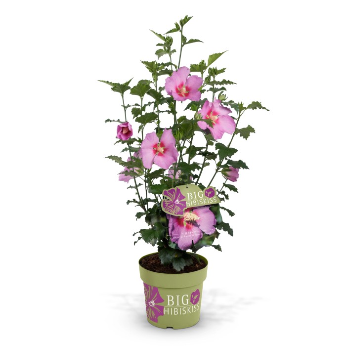 Hibiskus kaufen bei OBI