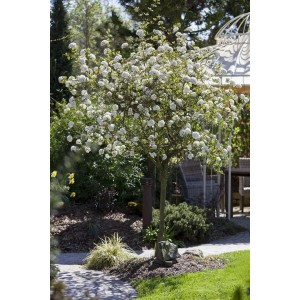 Duftender Viburnum Burkwoodii Schneeball (40–60 cm) mit weißen Blüten im Garten.