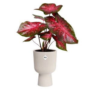 Elho Blumentopf Vibes Fold Coupe, Ø 30 cm, Leinenweiß, mit Pflanze. Eleganter Übertopf für den Innenbereich.