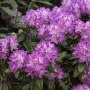 Rosa blühender Rhododendron Hybr. Alfred, 60–70 cm hoch, im Garten.