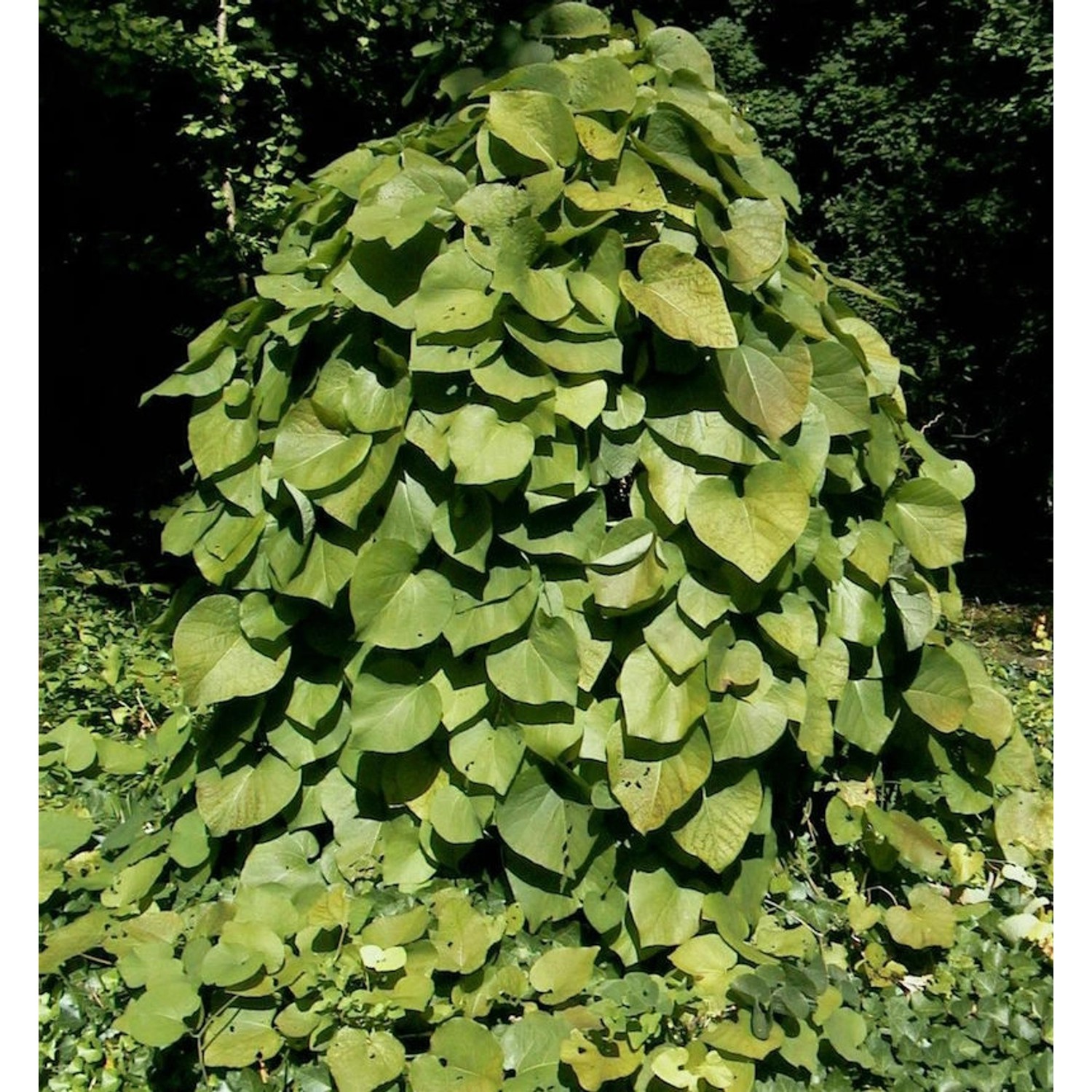 Pfeifenwinde 100-125cm - Aristolochia macrophylla günstig online kaufen