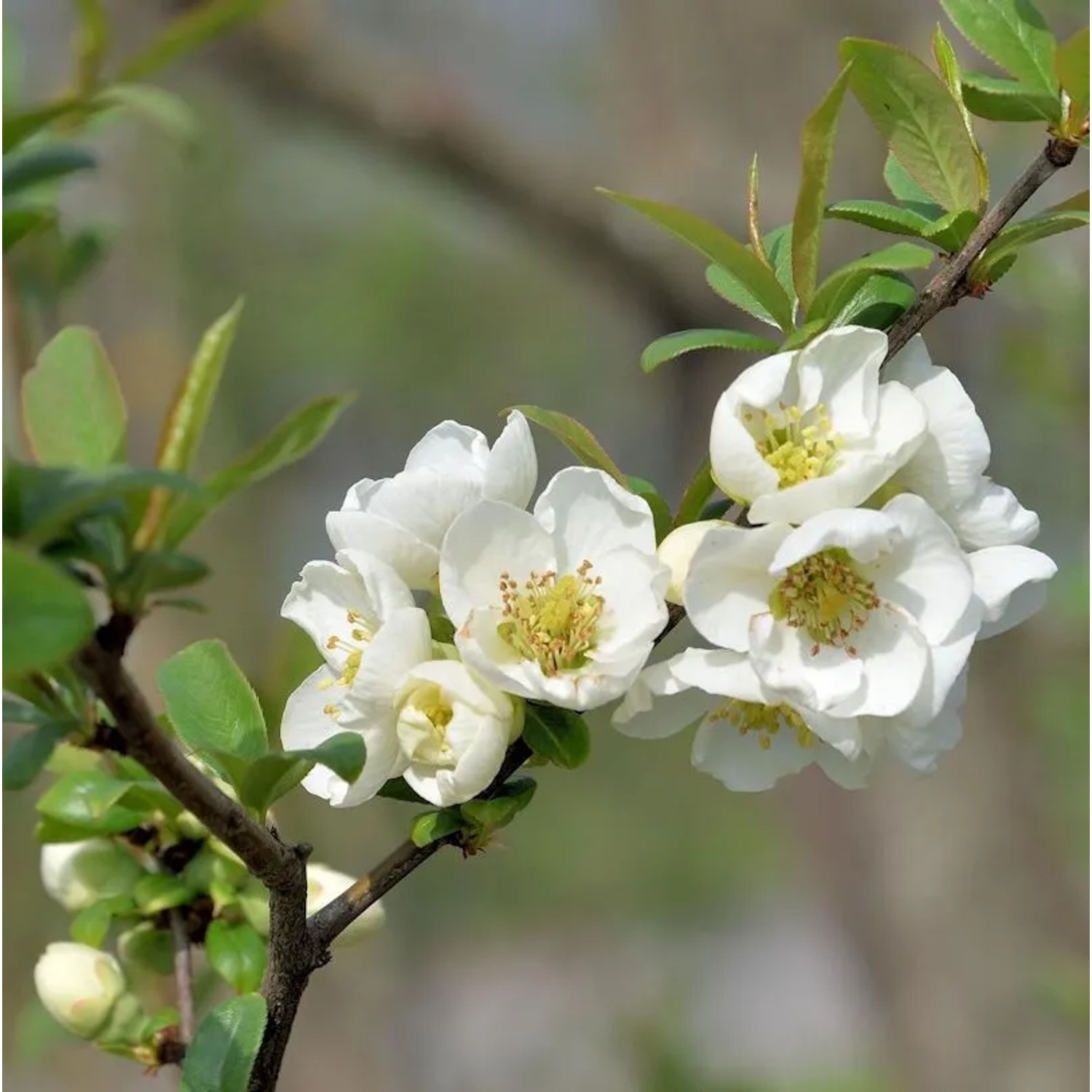 Scheinquitte Yuki Goten 40-60cm - Chaenomeles