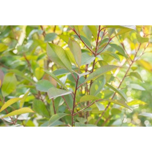 Detailaufnahme der Glanzmispel Red Robin mit grünen Blättern und roten Trieben.