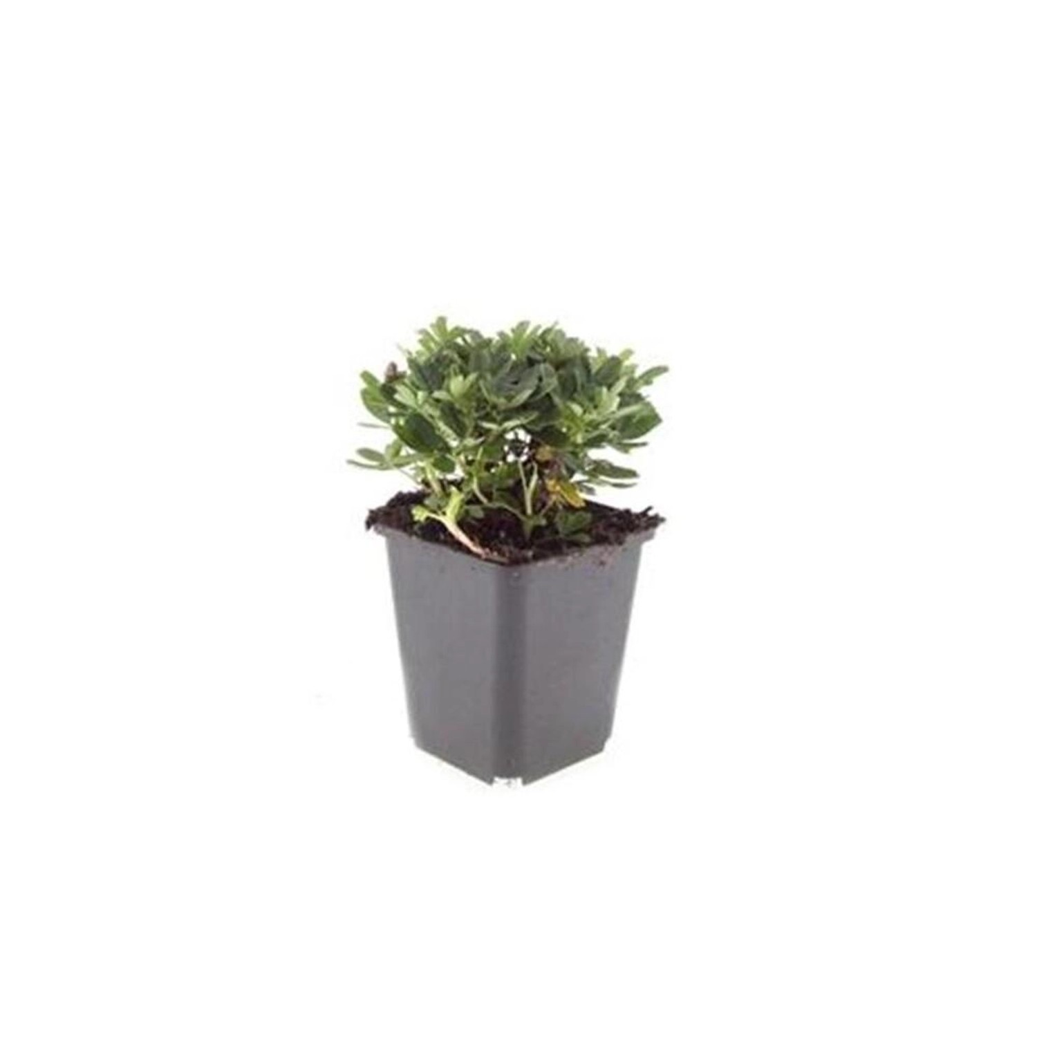 Exotenherz Bodendecker Teppich Fingerkraut Potentilla Tridentata Nuuk 9cm T günstig online kaufen