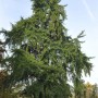 Großer Fächerblattbaum (Ginkgo biloba) mit grünen Blättern im Garten.