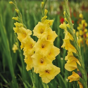 Gelbe Gladiole 'Banana Rama' von GROW by OBI, ideal als Schnittblume für Beet und Kübel.