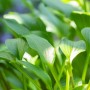 Nahaufnahme der grünen Blätter einer Hosta Clausa Funkie im Topf. Schattenliebende Staude für Beet und Kübel.