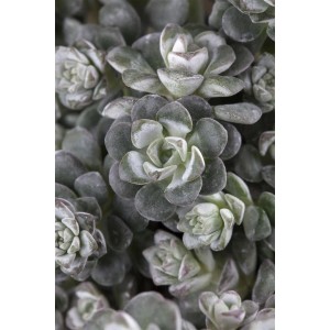 Nahaufnahme: Sedum Spathulifolium 'Cape Blanco' mit silbergrauen Blättern, Bodendecker.