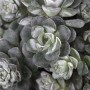 Nahaufnahme: Sedum Spathulifolium 'Cape Blanco' mit silbergrauen Blättern, Bodendecker.