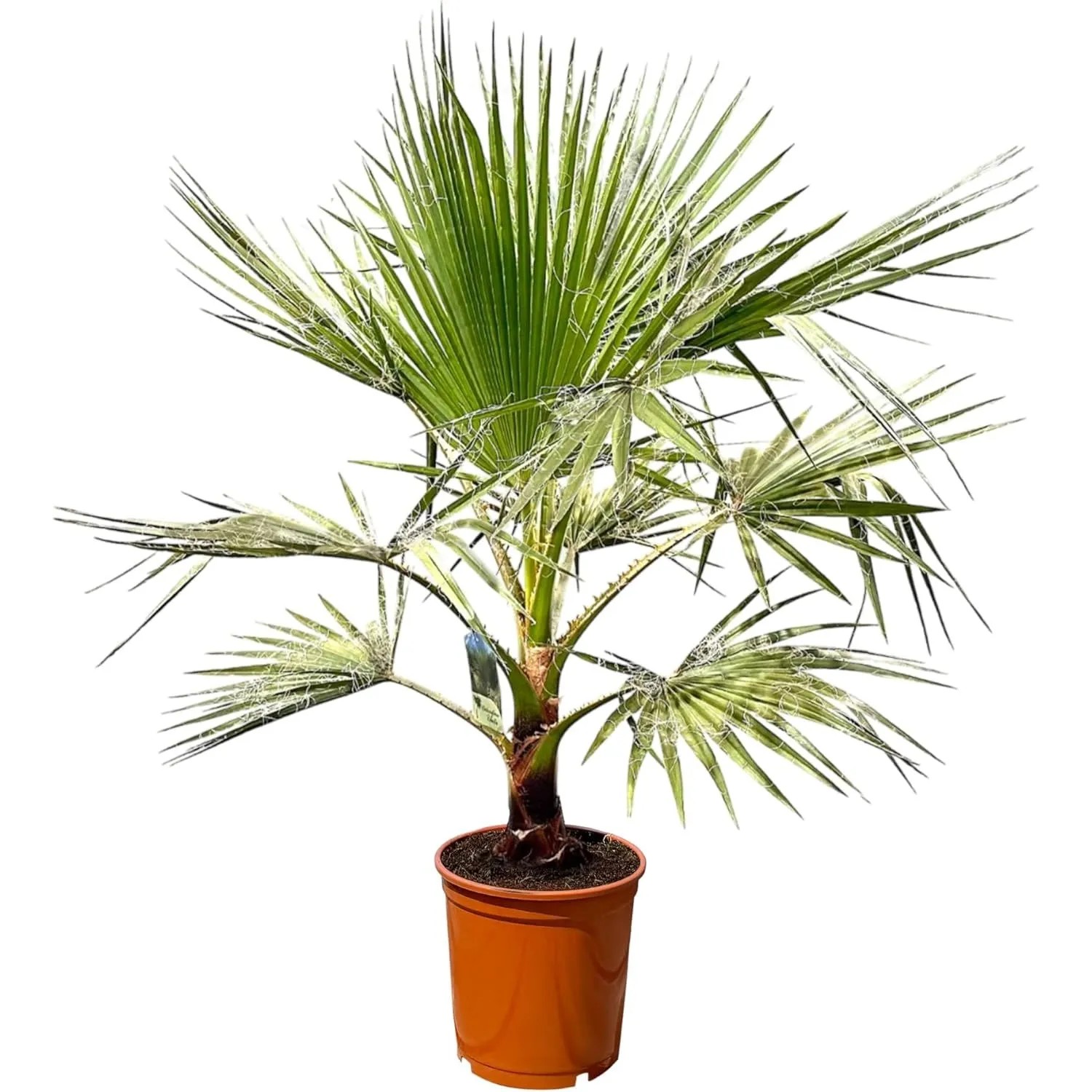 Sunny-Tree Palme Washingtonia Robusta 140-160 cm inkl. Topf Mexikanische Fächerpalme