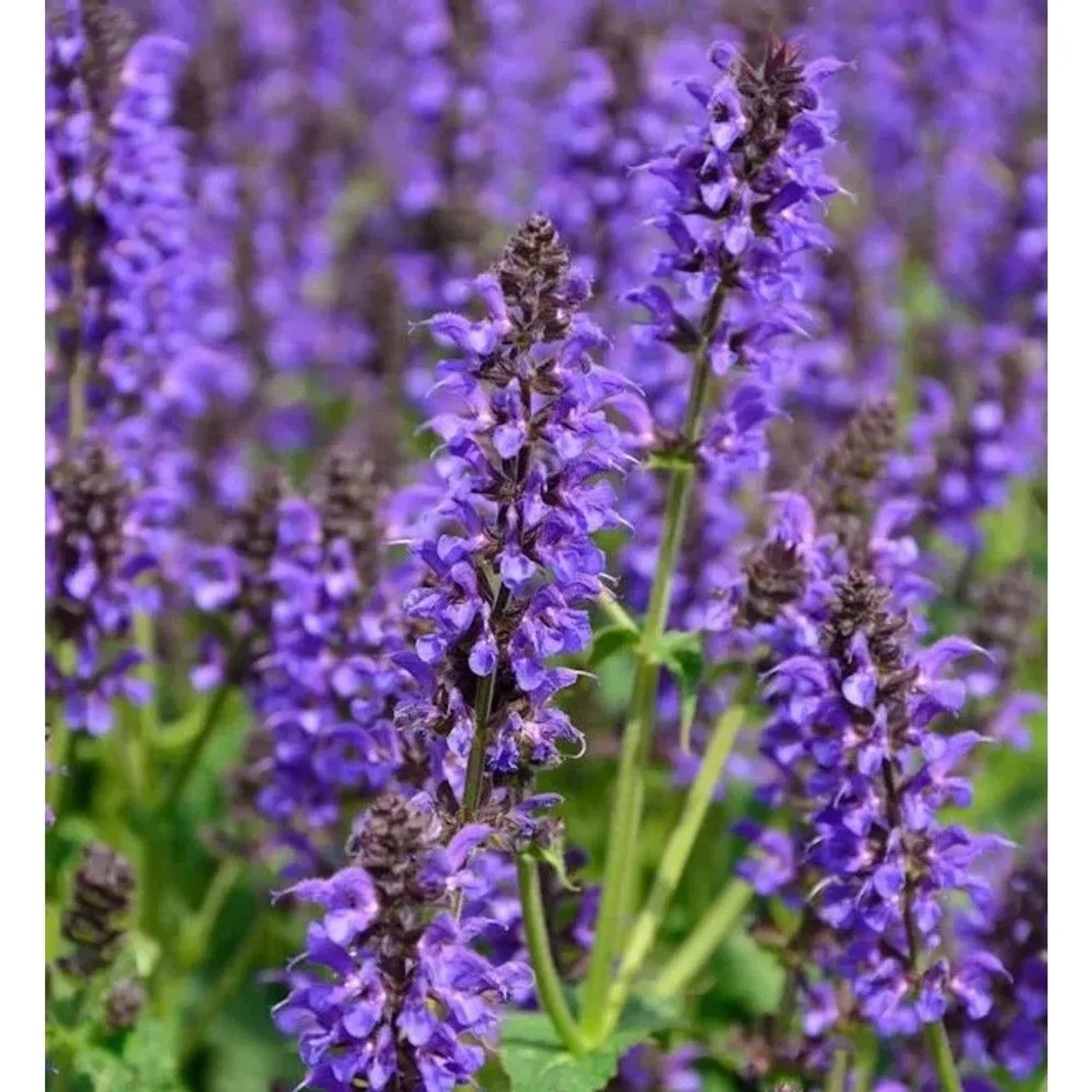 Salbei Mainacht - Salvia nemorosa