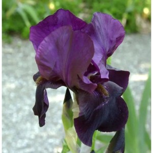 Schwertlilie Hello Darkness - Iris barbata