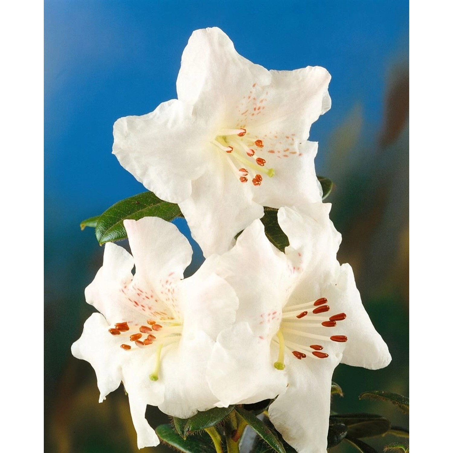 Rhododendron Arborescens Duftend 50–60 cm günstig online kaufen