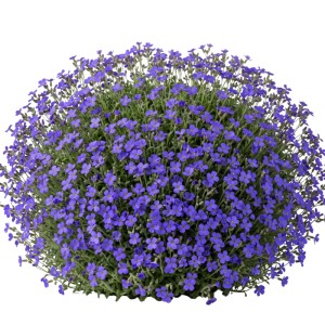 Dichtes Blaukissen (Aubrieta) mit zahlreichen blauvioletten Blüten. Ideal für Steingarten und Bodendecker.