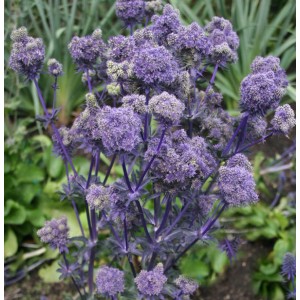 Blaue Edeldistel (Eryngium planum) mit violetten Blütenständen im Garten.