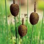 Zwergrohrkolben (Typha minima) im Topf, braune Kolben und grüne Stiele.