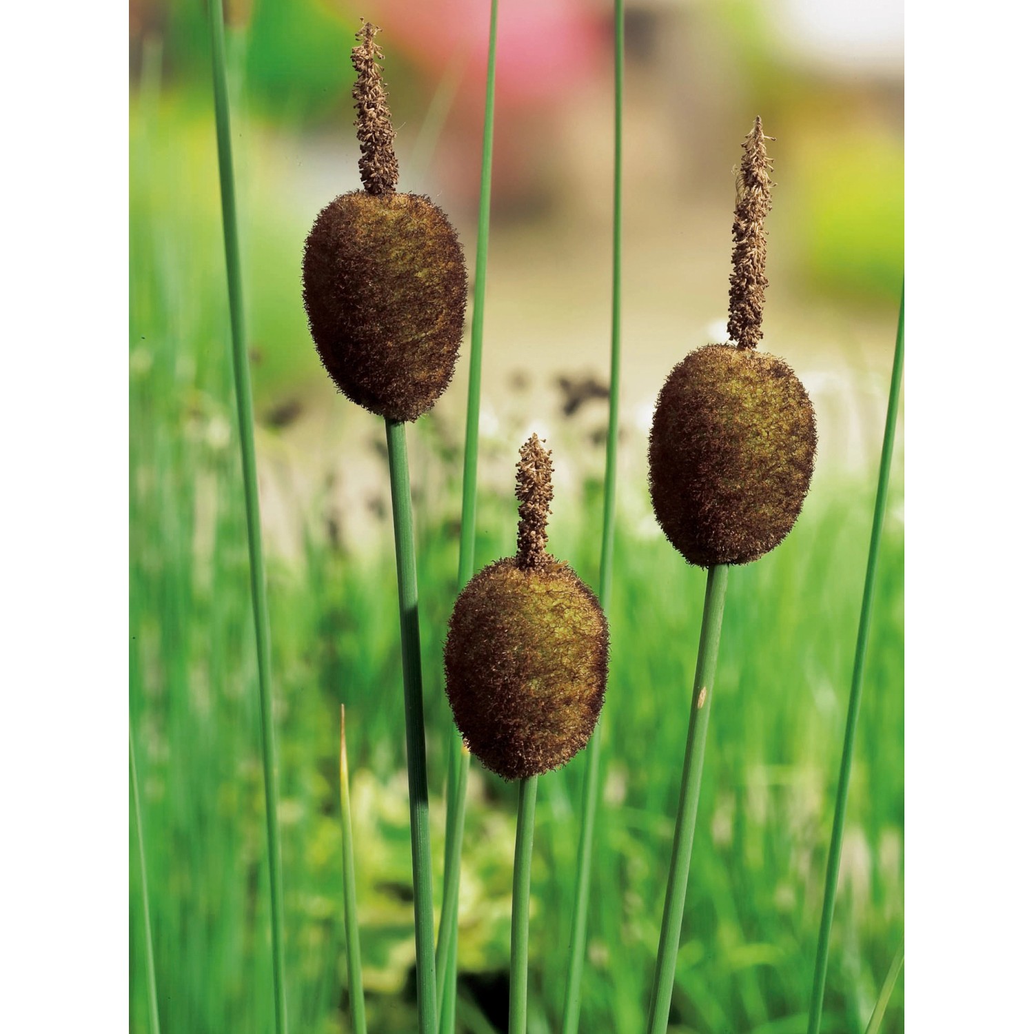 Zwergrohrkolben Braun TopfØ ca. 9 cm Typha minima kaufen bei OBI