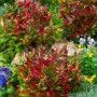 Buschige Traubenmyrte 'Red Lips' mit roten Blättern im Gartenbeet, 30-40 cm hoch.
