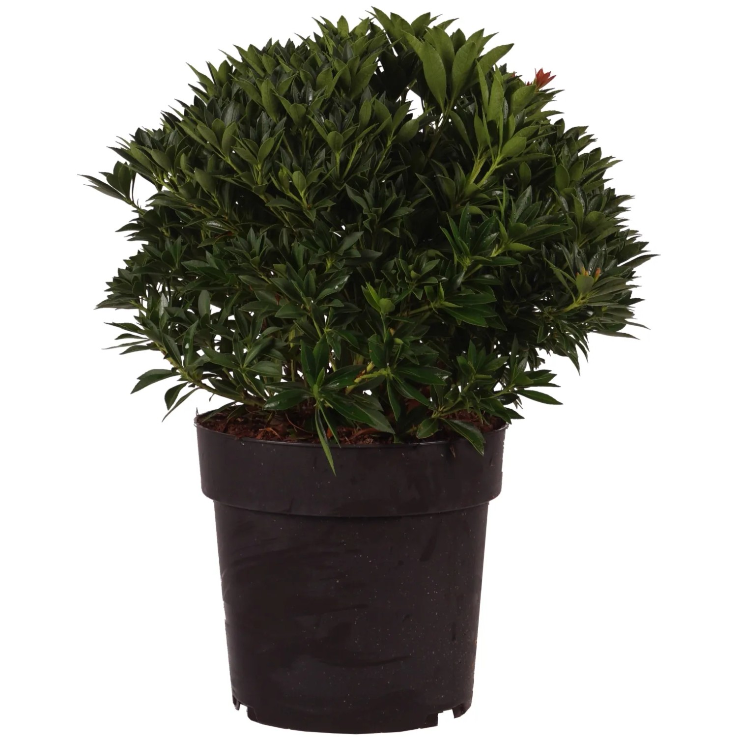 Japanische Lavendelheide "Prelude" Höhe ca. 40 cm Topf ca. 6 l Pieris japonica