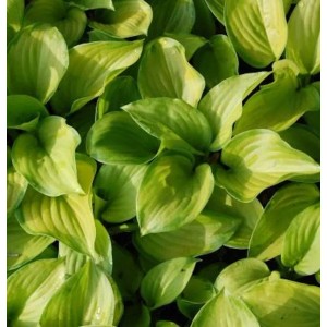 Grünblattfunkie 'Stained Glass' (Hosta plantaginea) mit dekorativen, grün-gelben Blättern.