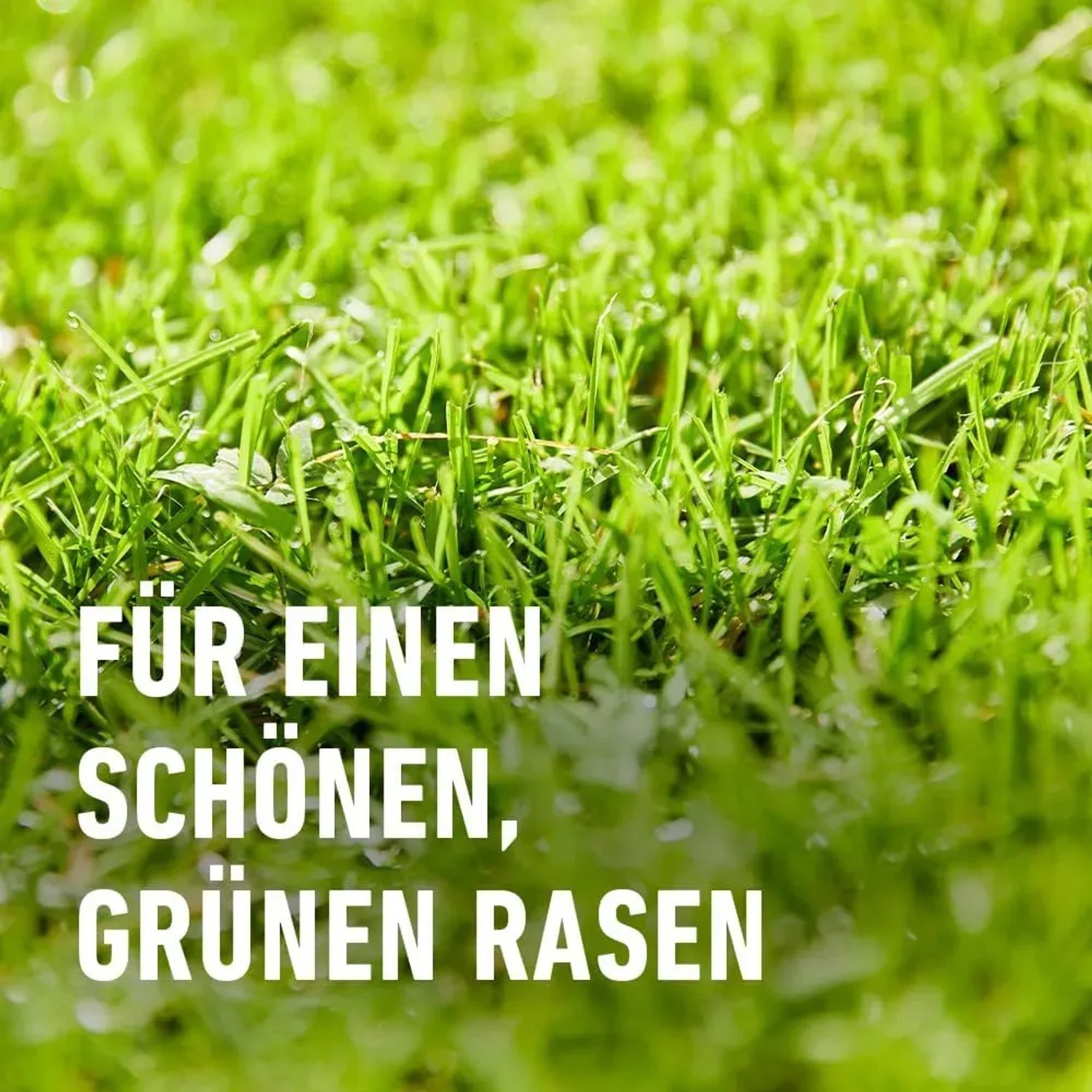 Nahaufnahme von saftig grünem Rasen. Compo Rasen Nachsaat Turbo für dichten, neuen Rasen.
