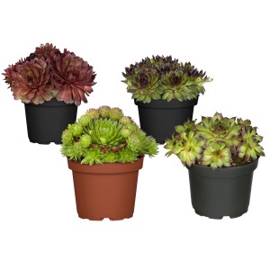 Verschiedene Hauswurz Sorten (Sempervivum) im Topf, ca. 9 cm Durchmesser.