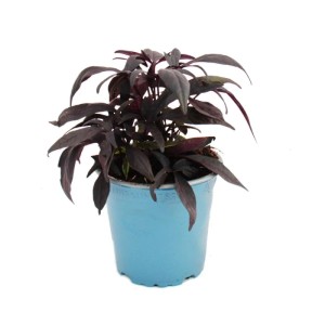 Exotenherz Süßkartoffel im 12cm Topf, 3er Set, violette Blätter. Beet- und Balkonpflanze.