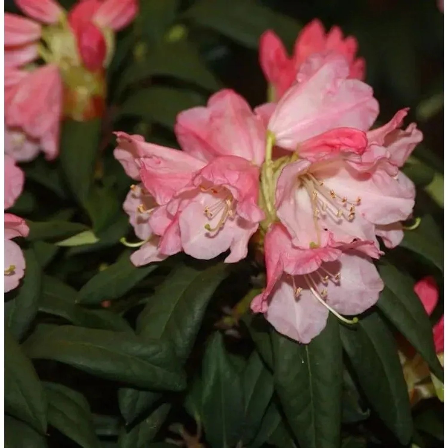 INKARHO - Großblumige Rhododendron Maifeuer 40-50cm - Alpenrose