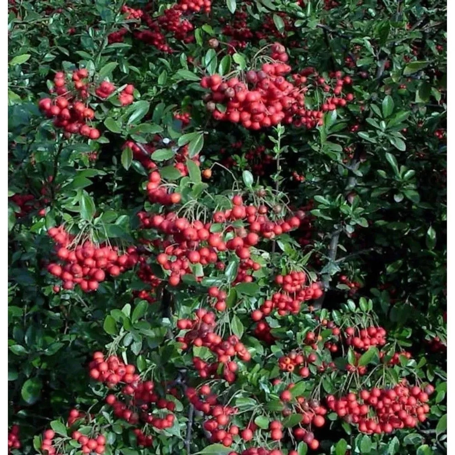 Feuerdorn Red Column 80-100cm - Pyracantha