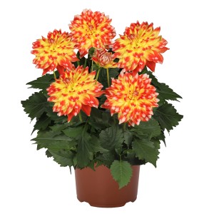 Dahlie Candy Corn im Topf: Orange-gelbe Sommerblume mit mehrfarbigen Blüten.