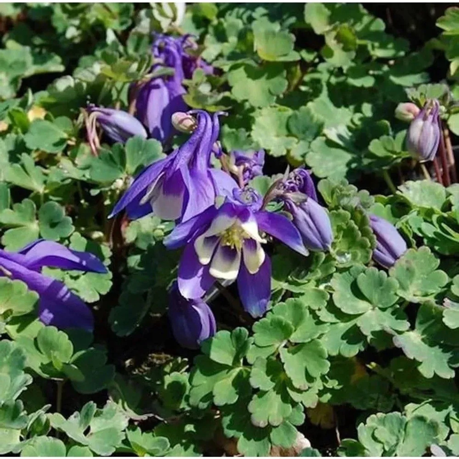 Zwergakelei Cameo Blau-Weiß - Aquilegia flabellata