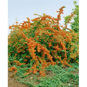 Feuerdorn 'Bad Zwischenahn' (40-60 cm) mit leuchtend orange-roten Beeren als Heckenpflanze.
