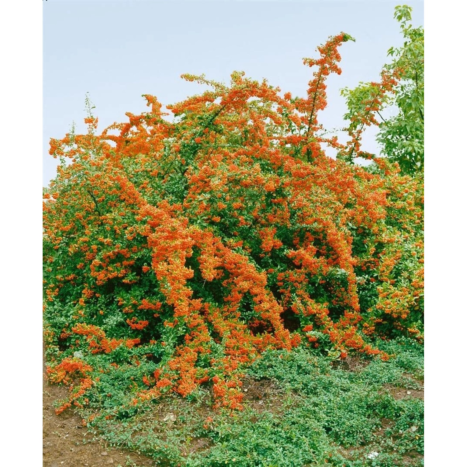 Pyracantha 'Bad Zwischenahn' 40-60 cm günstig online kaufen