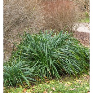 Grüne Oshima Segge Greenwell (Carex oshimensis) Staude im Gartenbeet.