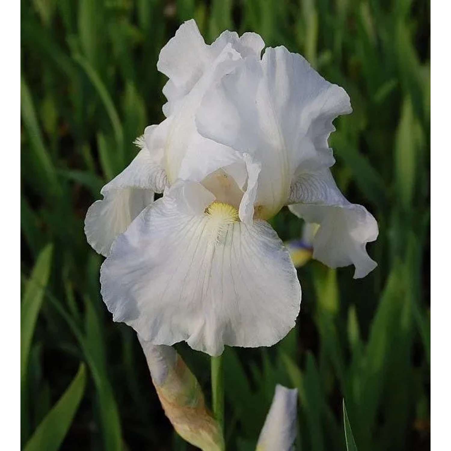 Schwertlilie Immortality - Iris barbata