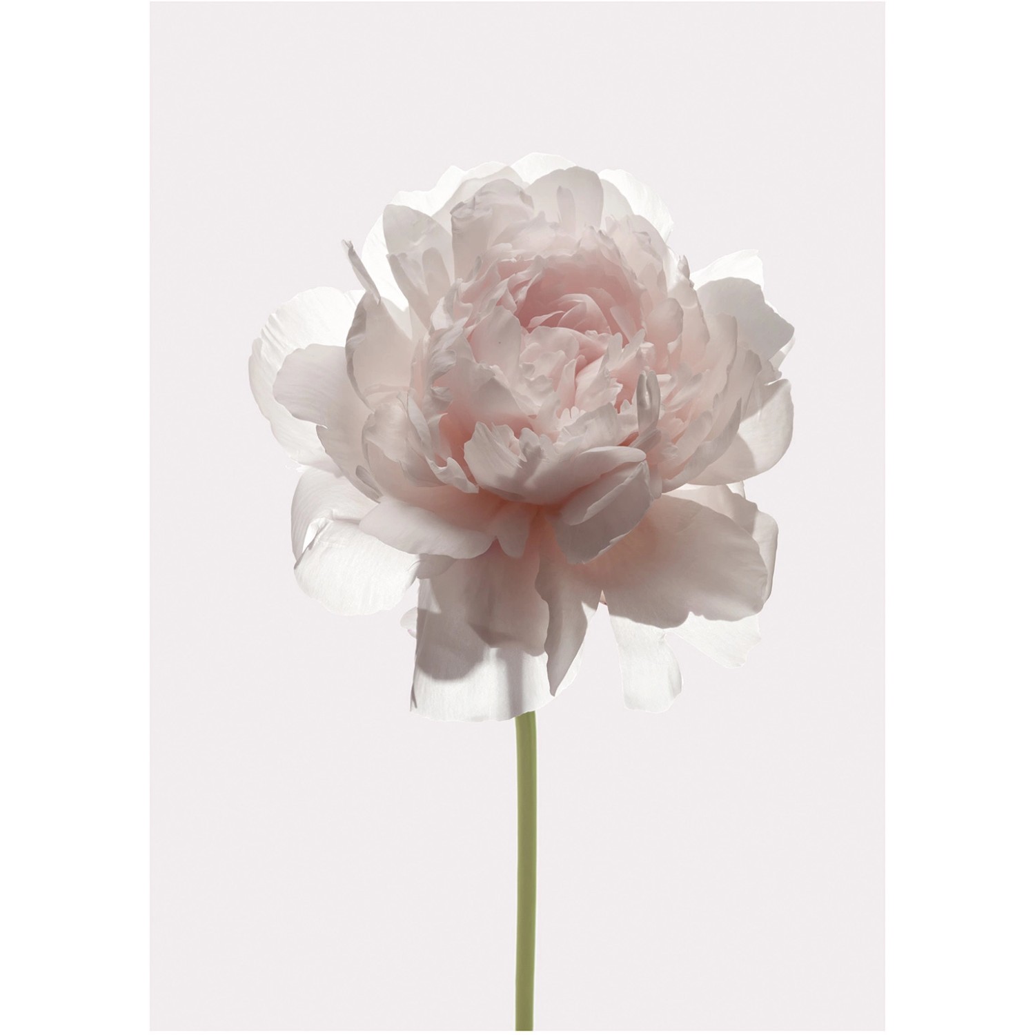 Komar Wandbild Rose 30 x 40 cm günstig online kaufen