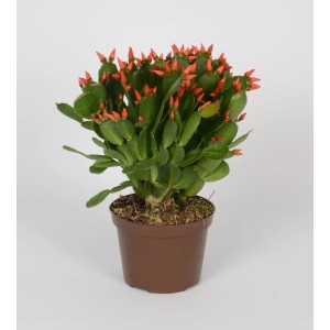 Osterkaktus Fire® Farbmix im Topf, mit vielen roten Blütenknospen. Blühende Zimmerpflanze.