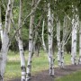Reihe Himalaya-Birken (Betula Utilis) mit markanter, weißer Rinde, ca. 100–150 cm hoch.