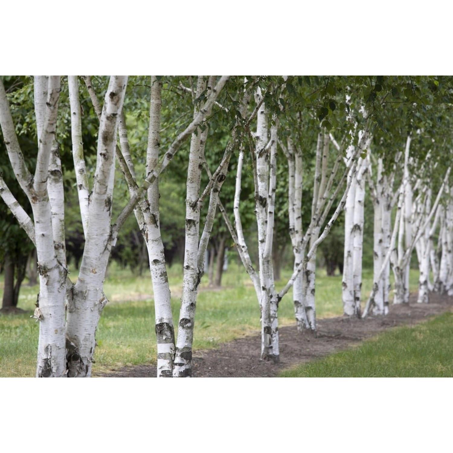 Betula Utilis Himalaya-Birke 100–150 cm günstig online kaufen