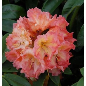 Nahaufnahme einer rosa-orangen, großblumigen Rhododendron Sun Fire Alpenrose.