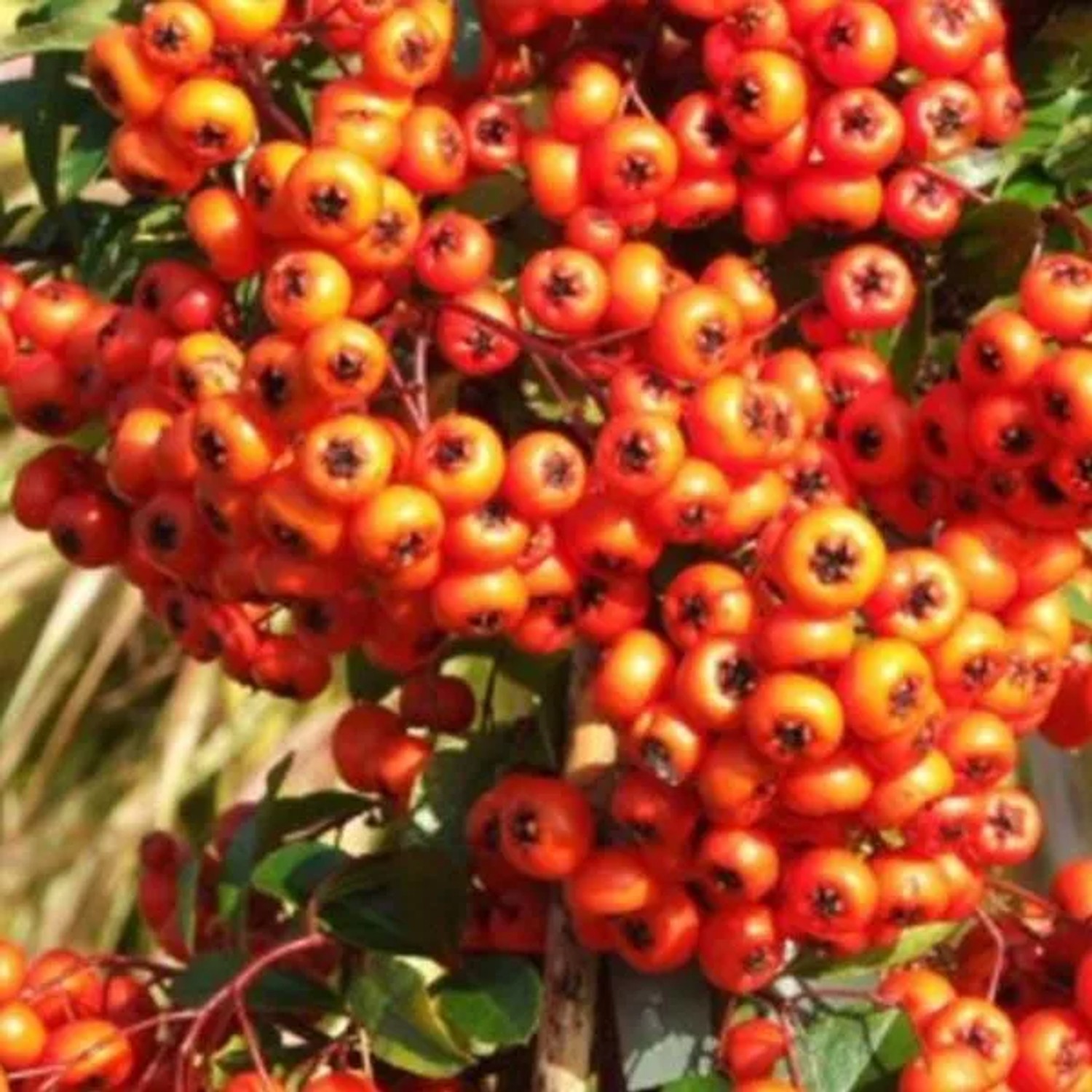 Feuerdorn 'Orange Glow' Pyracantha 60 bis 80 cm im Container Orange Beeren