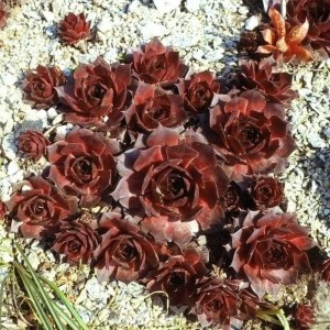Nahaufnahme von Hauswurz Othello (Sempervivum tectorum) mit dunkelroten Blättern.