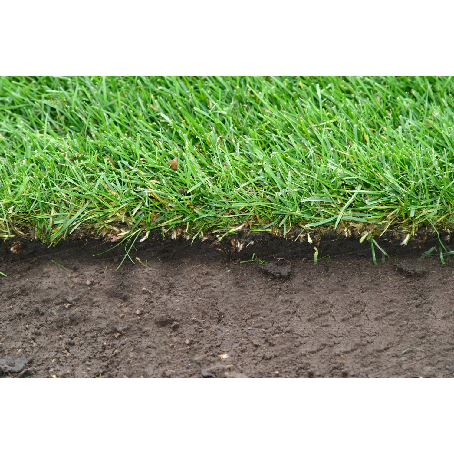 Premium-Rollrasen je m² Bestellmenge 50 m² kaufen bei OBI