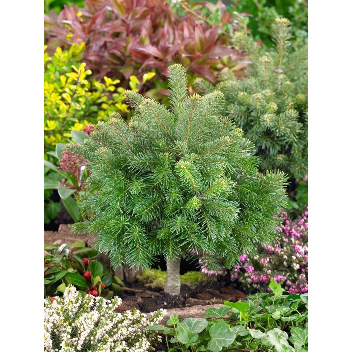 Abies Lasiocarpa Green Globe Kompakt 60–70 cm günstig online kaufen