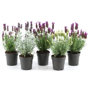 Verschiedenfarbiger Lavendel Anouk Viva Collection im 10 cm Topf.