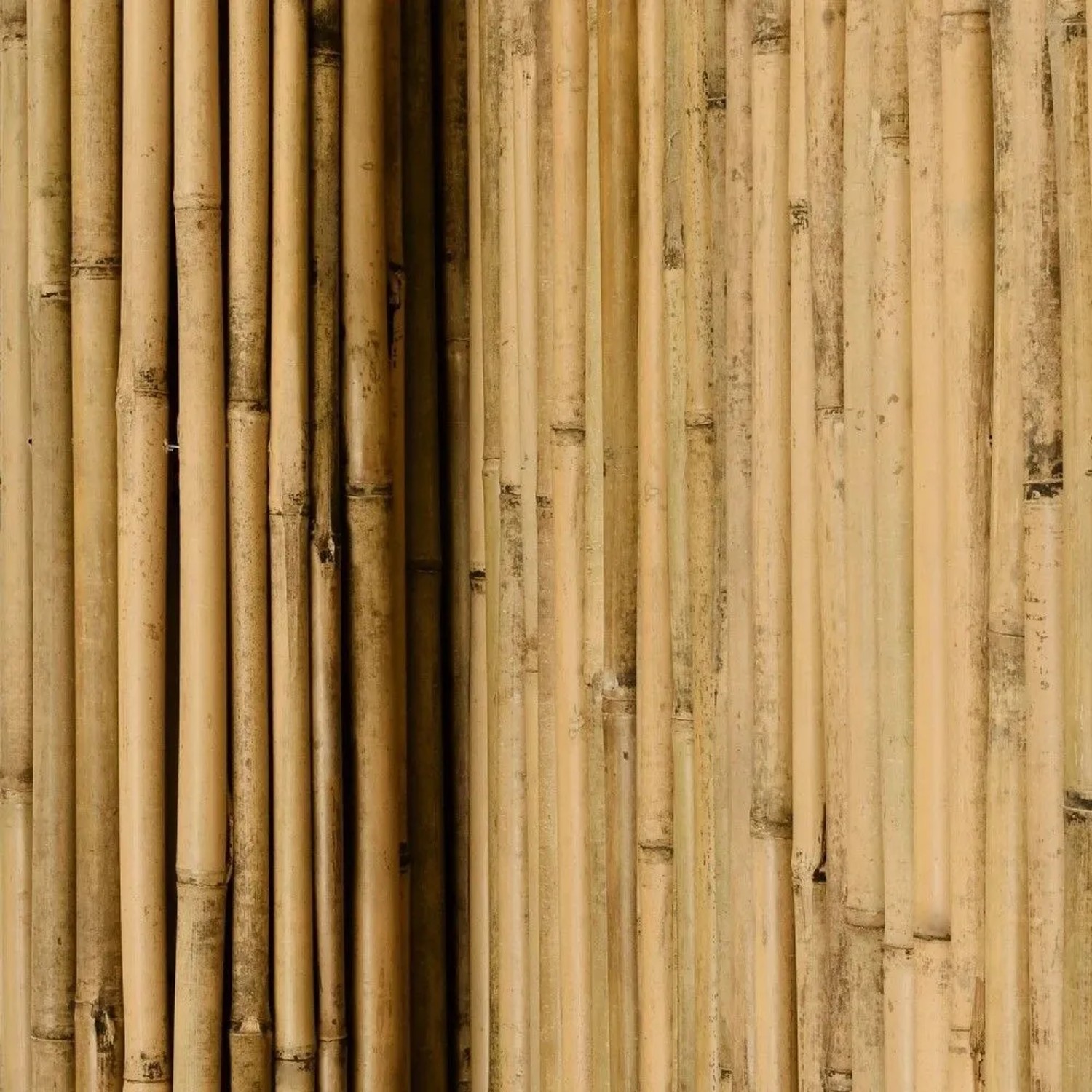 Sol Royal Bambus Sichtschutzzaun: Vertikale, helle Bambusrohre mit natürlicher Maserung für Garten & Terrasse.