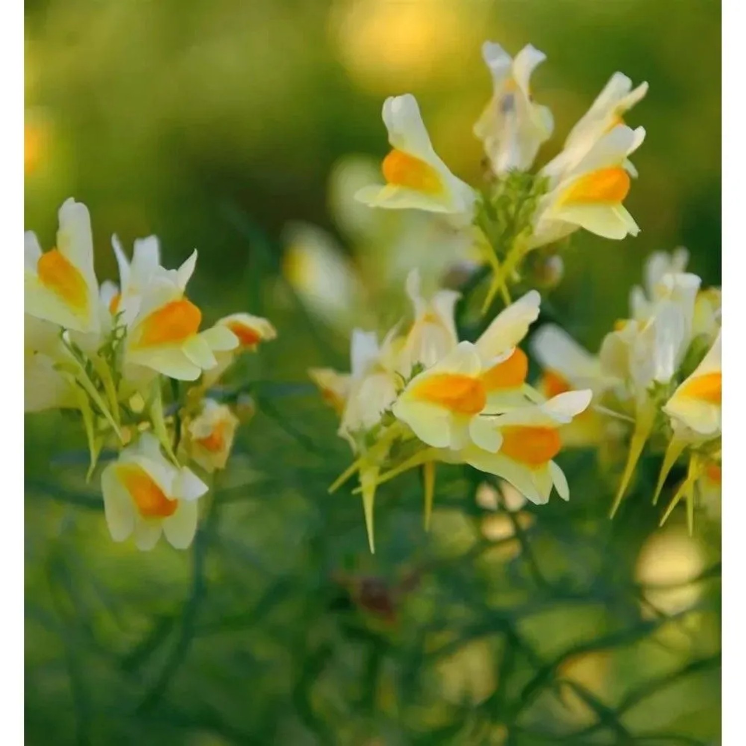 Echtes Leinkraut - Linaria vulgaris